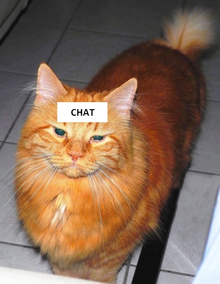 chat